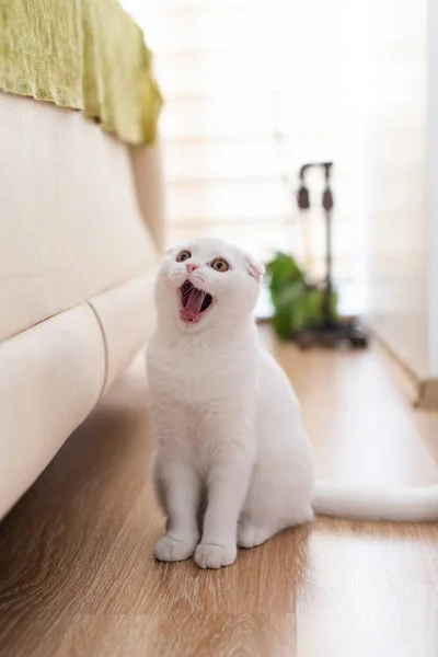 Biały Szkocki zwisłouchy kotek — Zdjęcie stockowe
