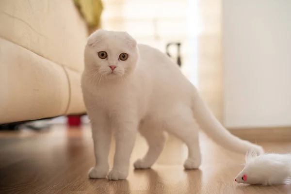 Branco escocês dobra gatinho — Fotografia de Stock