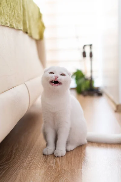 Blanco escocés pliegue gatito — Foto de Stock