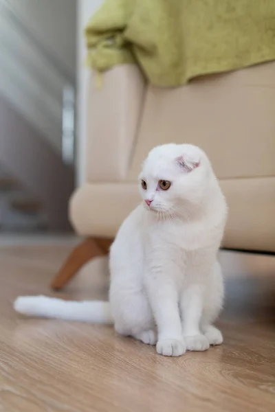 Vit scottish fold kattunge — Stockfoto