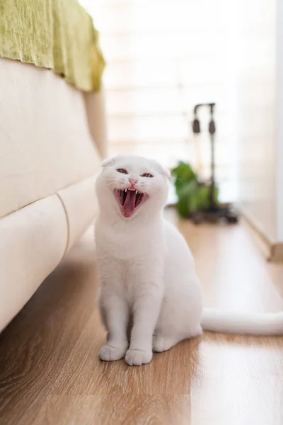 Fehér kiscicák cica — Stock Fotó