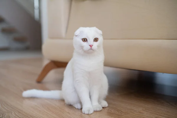 Белый шотландский котенок — стоковое фото