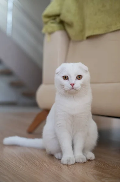 Biały Szkocki zwisłouchy kotek — Zdjęcie stockowe