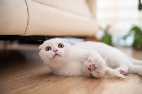 白色的苏格兰折耳猫的小猫 — 图库照片