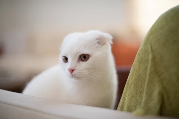 Branco escocês dobra gatinho — Fotografia de Stock