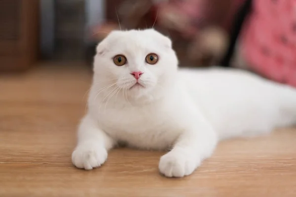 Branco escocês dobra gatinho — Fotografia de Stock