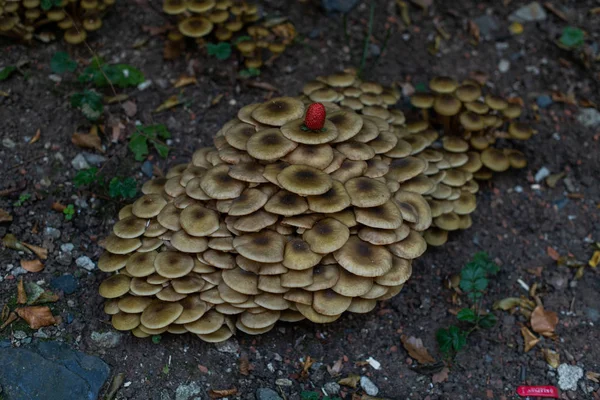 Champiñones en el bosque, aparecieron después de la lluvia en otoño. Gran gro. — Foto de Stock