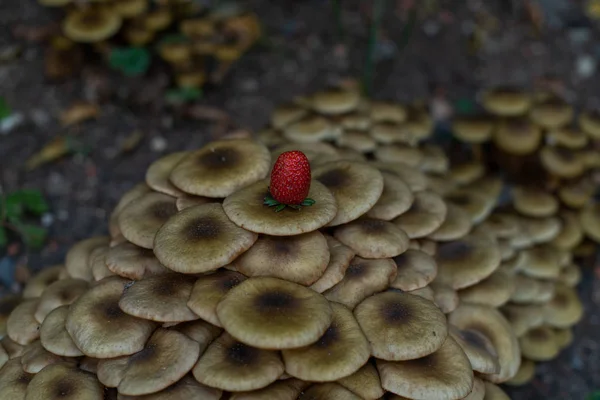 Gombák az erdőben, ősszel felbukkant az eső után. Nagy gro. — Stock Fotó