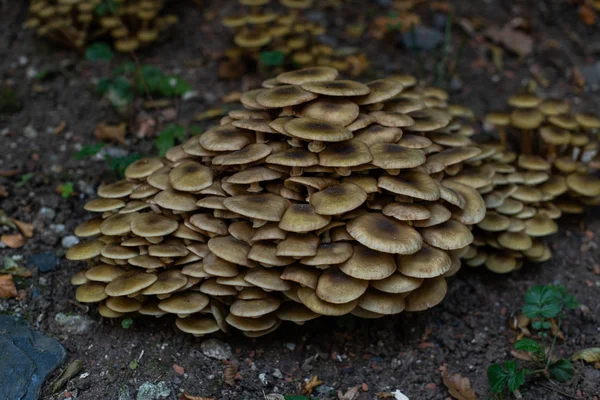 Champiñones en el bosque, aparecieron después de la lluvia en otoño. Gran gro. — Foto de Stock