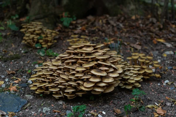 Mushrooms in the forest, popped up after rain in autumn. Big gro — Stock Photo, Image
