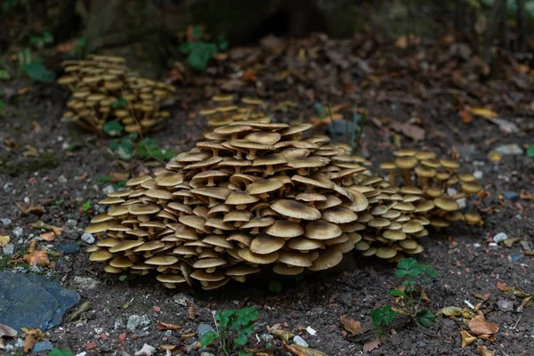 Champiñones en el bosque, aparecieron después de la lluvia en otoño. Gran gro. —  Fotos de Stock