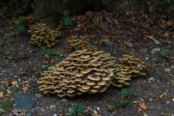 Pilze im Wald, die nach Regen im Herbst auftauchten. große gro — Stockfoto