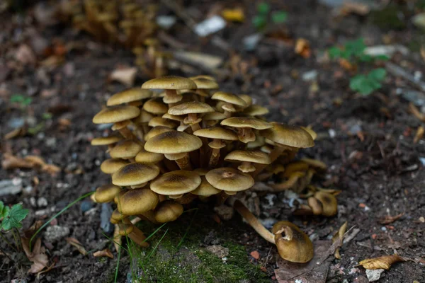 Champiñones en el bosque, aparecieron después de la lluvia en otoño. Gran gro. —  Fotos de Stock