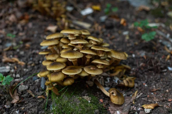 Champiñones en el bosque, aparecieron después de la lluvia en otoño. Gran gro. — Foto de Stock