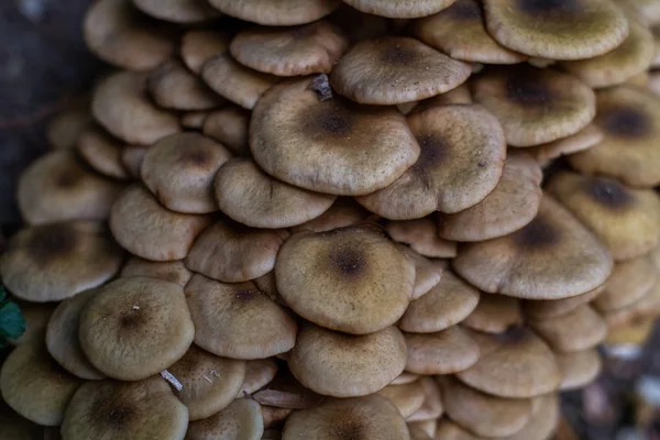 Mushrooms in the forest, popped up after rain in autumn. Big gro — ストック写真