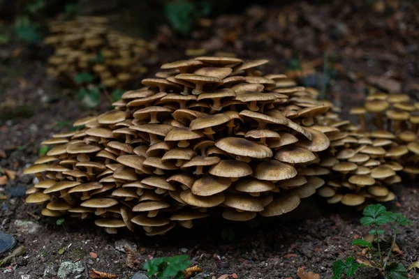 Champiñones en el bosque, aparecieron después de la lluvia en otoño. Gran gro. — Foto de Stock