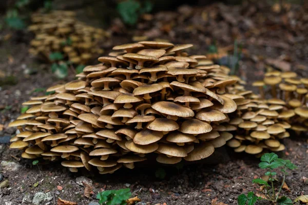 Paddenstoelen in het bos, opdoken na regen in de herfst. Grote landbouwer — Stockfoto