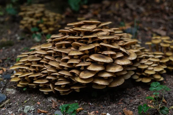 Paddenstoelen in het bos, opdoken na regen in de herfst. Grote landbouwer — Stockfoto