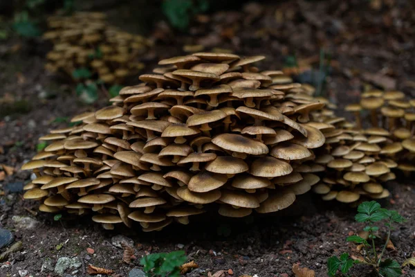 Champiñones en el bosque, aparecieron después de la lluvia en otoño. Gran gro. — Foto de Stock