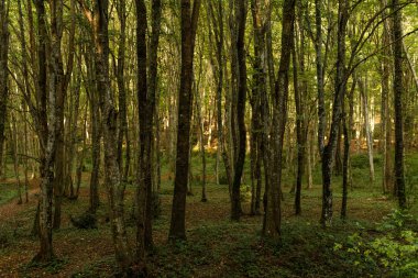 Ormanda yürü. Güzel sonbahar havası. Güneş ışınları oynuyor