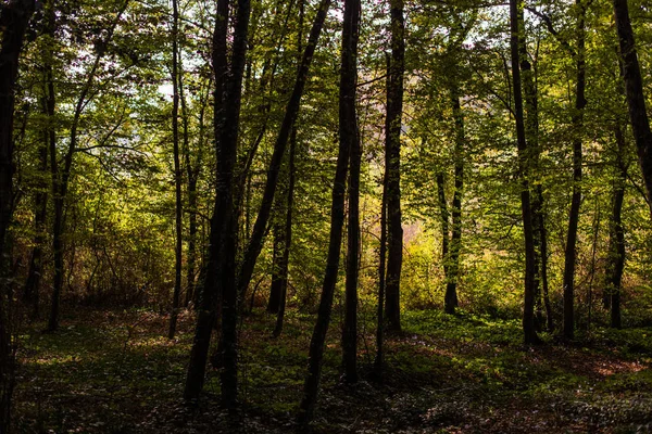 Walk in the woods. Pleasant autumn weather. Sun rays play in the