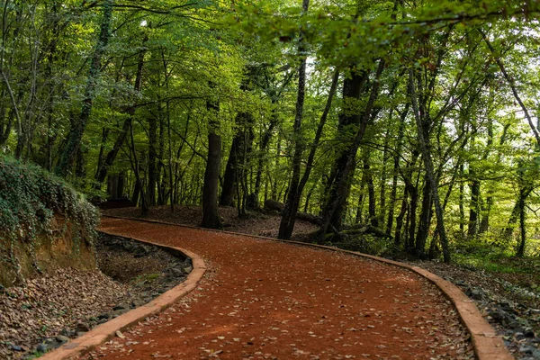 Walk in the woods. Pleasant autumn weather. Sun rays play in the