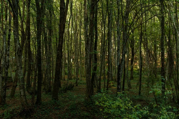 Caminhe na floresta. Tempo de outono agradável. Raios de sol jogar no — Fotografia de Stock