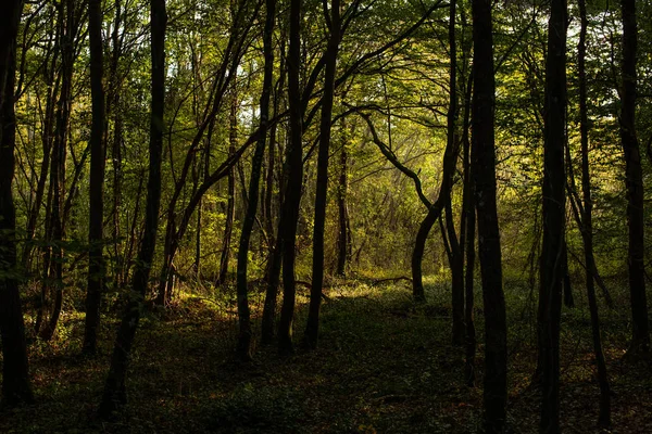 Walk in the woods. Pleasant autumn weather. Sun rays play in the — Stock Photo, Image