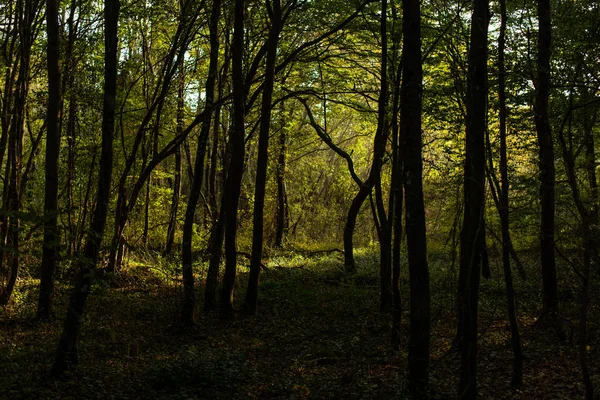 Walk in the woods. Pleasant autumn weather. Sun rays play in the