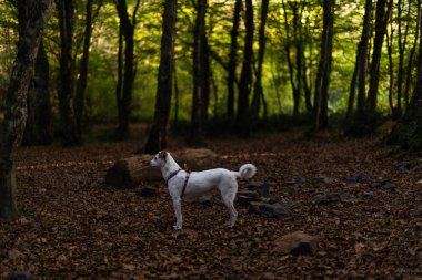 Mutlu melez köpek ormanda geziyor.