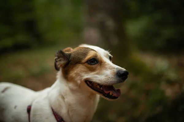 Happy mixed breed dog in forest, hiking pet — Stock Photo, Image