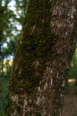 Arkaplanda yeşil yosun olan eski bir ağaç kabuğunu kapat.