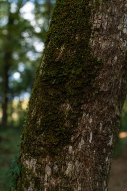 Arkaplanda yeşil yosun olan eski bir ağaç kabuğunu kapat.
