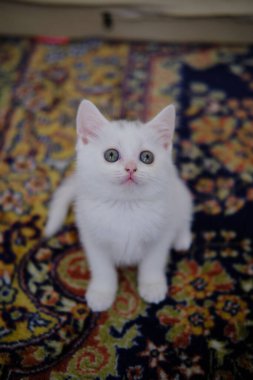 İngiliz Shorthair gümüş renkli kedi yavrusu. Saf İngiliz Shorthair Kedisi.