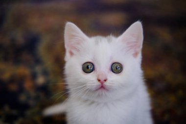 İngiliz Shorthair gümüş renkli kedi yavrusu. Saf İngiliz Shorthair Kedisi.