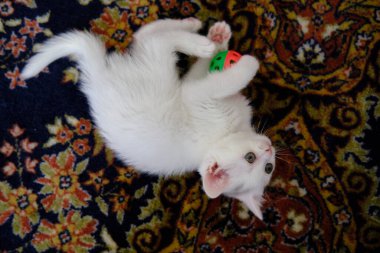 İngiliz Shorthair gümüş renkli kedi yavrusu. Saf İngiliz Shorthair Kedisi.