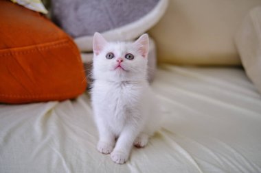 İngiliz Shorthair gümüş renkli kedi yavrusu. Saf İngiliz Shorthair Kedisi.