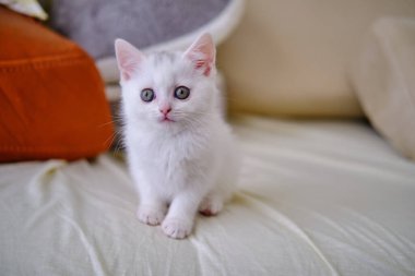 İngiliz Shorthair gümüş renkli kedi yavrusu. Saf İngiliz Shorthair Kedisi.