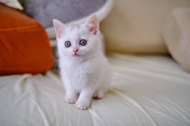 İngiliz Shorthair gümüş renkli kedi yavrusu. Saf İngiliz Shorthair Kedisi.