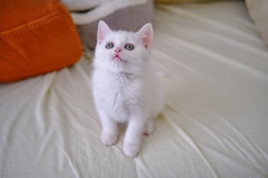 İngiliz Shorthair gümüş renkli kedi yavrusu. Saf İngiliz Shorthair Kedisi.