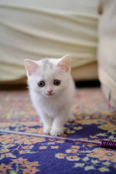 Британский Котенок Shorthair Серебристого Цвета Чистая Порода British Shorthair Cat — стоковое фото