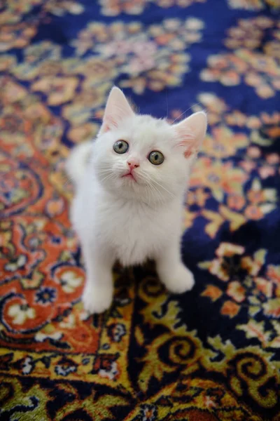 Британский Котенок Shorthair Серебристого Цвета Чистая Порода British Shorthair Cat — стоковое фото