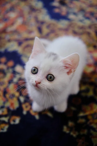 銀色の英国の短毛子猫 純粋な品種 British Shorthair Cat — ストック写真