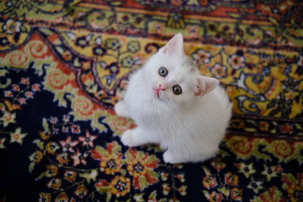 Britské Krátkosrsté Kotě Stříbrné Barvy Čisté Plemeno British Shorthair Cat — Stock fotografie