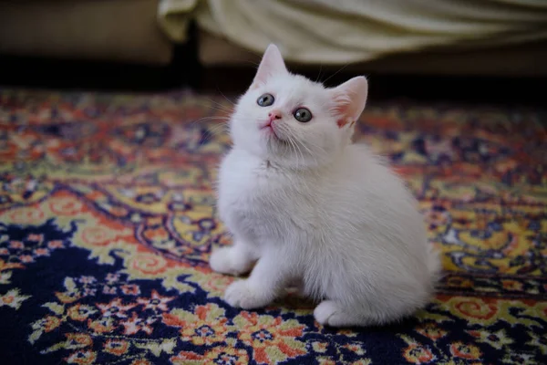 Gatinho Britânico Shorthair Cor Prata Pura Raça Britânico Shorthair Cat — Fotografia de Stock