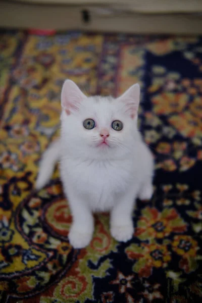 Британське Коротеньке Кошеня Сріблястого Кольору Британський Короткохвостий Кіт — стокове фото