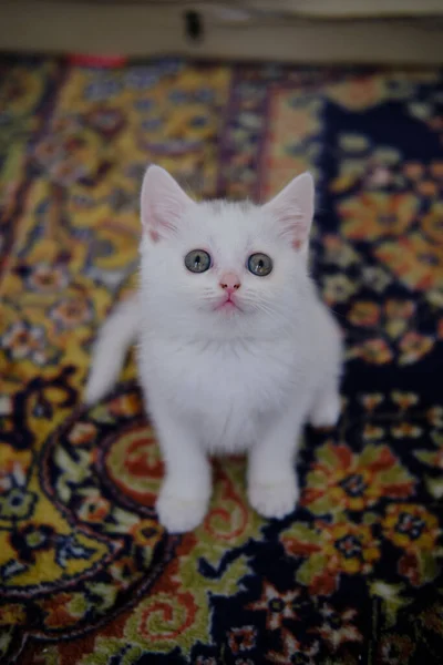 Gatinho Britânico Shorthair Cor Prata Pura Raça Britânico Shorthair Cat — Fotografia de Stock