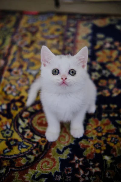 英国雪碧猫 纯种英国山猫 — 图库照片