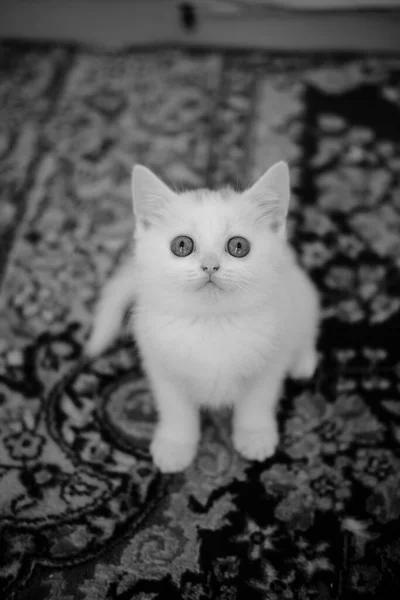 Gatinho Britânico Shorthair Cor Prata Pura Raça Britânico Shorthair Cat — Fotografia de Stock