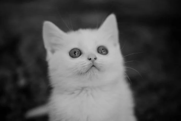 Gatinho Britânico Shorthair Cor Prata Pura Raça Britânico Shorthair Cat — Fotografia de Stock